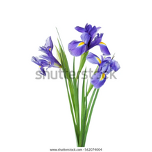 Load image into Gallery viewer, Murals - Large wall