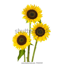 Load image into Gallery viewer, Murals - Large wall