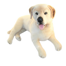 Load image into Gallery viewer, Beau - Preorder