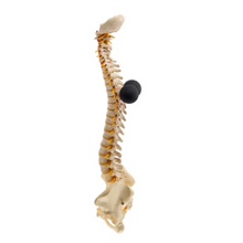 Load image into Gallery viewer, BakPhysio BakBalls - Firm Black