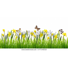 Load image into Gallery viewer, Murals - Large wall