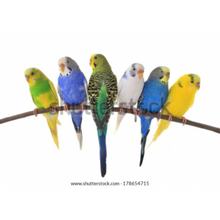 Load image into Gallery viewer, Murals - Large wall