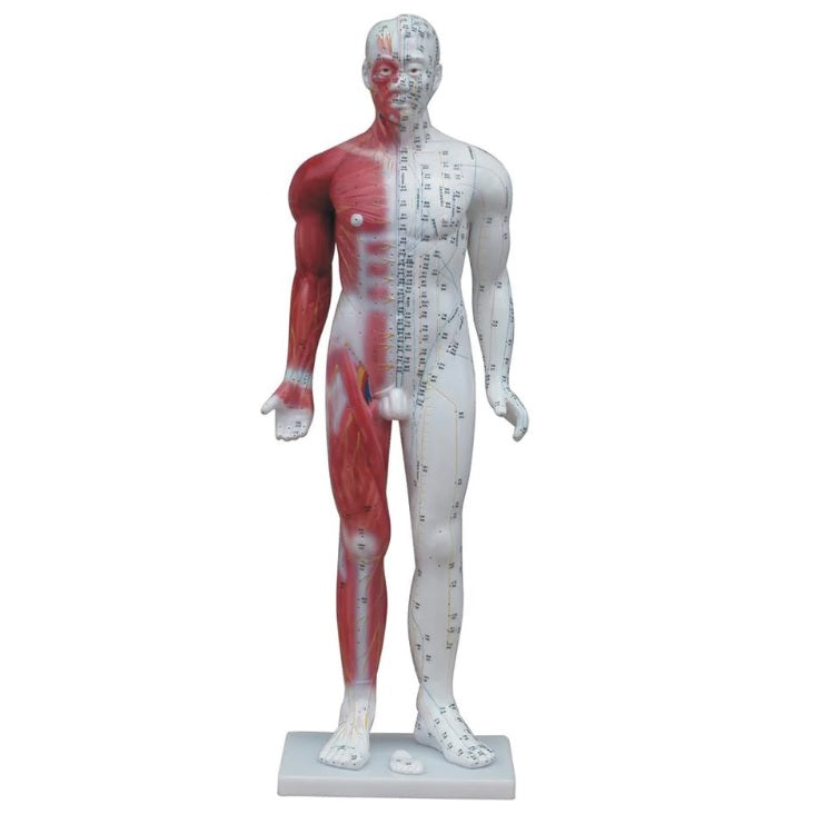 Acupuncture Deluxe Male Model 84cm