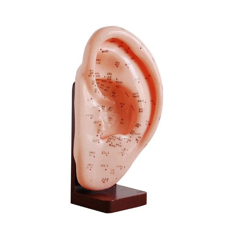 Acupuncture Ear Model 22cm HMGDirect