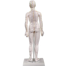 Load image into Gallery viewer, Acupuncture Female Model 48cm
