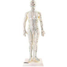 Load image into Gallery viewer, Acupuncture Male Model 50cm

