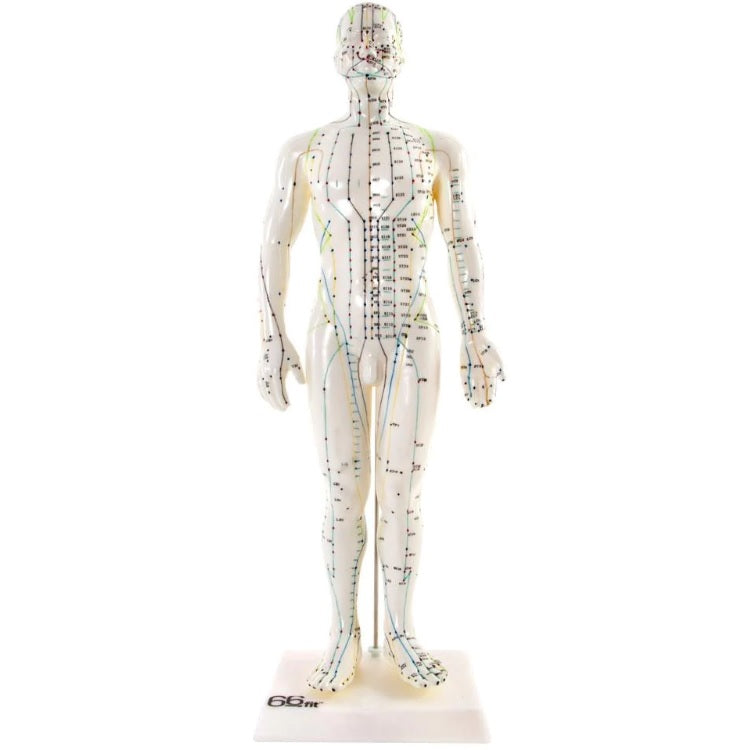 Acupuncture Male Model 50cm