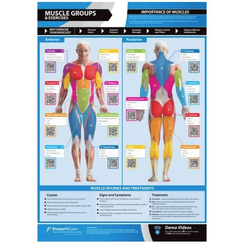 Muscle Groups & Exercises Poster (42x Different Exercises)