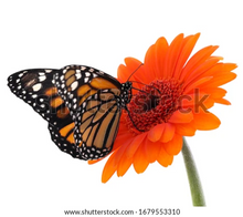 Load image into Gallery viewer, Small Wall Murals (600mm x 600mm)