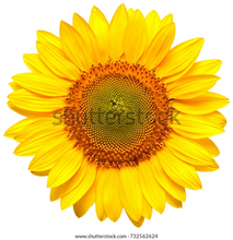 Load image into Gallery viewer, Small Wall Murals (600mm x 600mm)