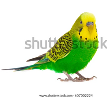 Load image into Gallery viewer, Small Wall Murals (600mm x 600mm)