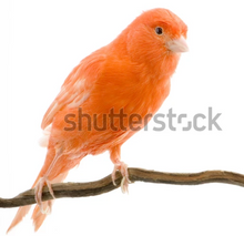 Load image into Gallery viewer, Small Wall Murals (600mm x 600mm)