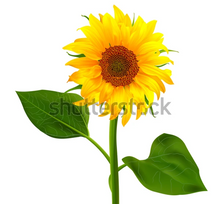 Load image into Gallery viewer, Small Wall Murals (600mm x 600mm)