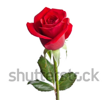 Load image into Gallery viewer, Small Wall Murals (600mm x 600mm)