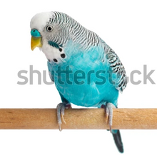 Load image into Gallery viewer, Small Wall Murals (600mm x 600mm)