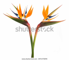 Load image into Gallery viewer, Small Wall Murals (600mm x 600mm)