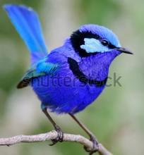 Load image into Gallery viewer, Small Wall Murals (600mm x 600mm)