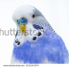 Load image into Gallery viewer, Small Wall Murals (600mm x 600mm)