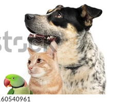 Load image into Gallery viewer, Small Wall Murals (600mm x 600mm)