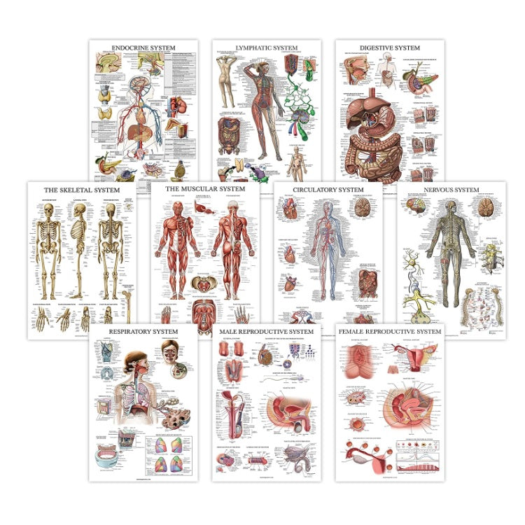 Anatomical Charts Pack of 10 (Laminated)