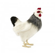 Load image into Gallery viewer, Backyard Hens - Lifelike Plush Toy Animals
