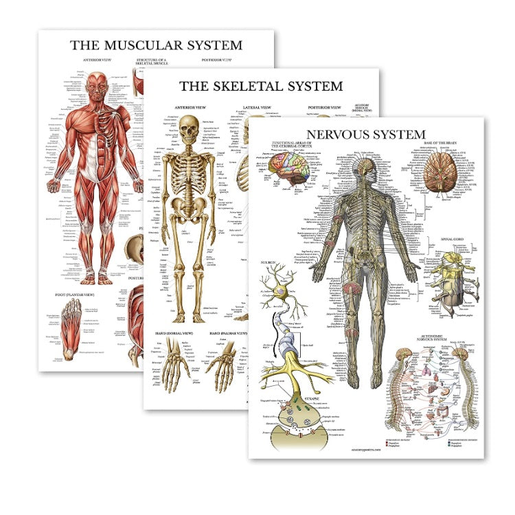 Anatomical Chart Pack of 3 (Laminated) โ HMGDirect Biology Diagrams