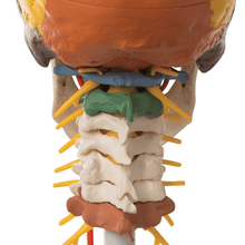 Load image into Gallery viewer, 3B Scientific Anatomical Human Skull Didactic Model On Cervical Spine

