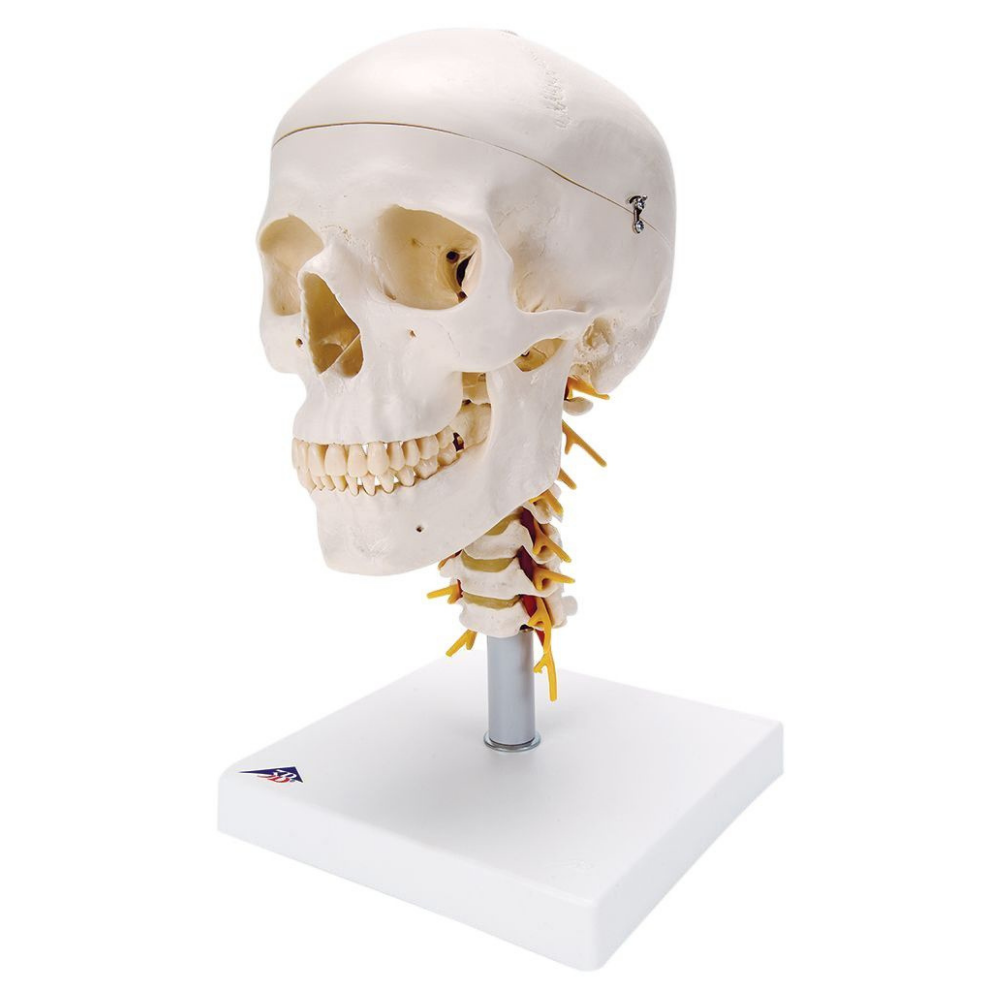3B Scientific Anatomical Human Skull Model 4 Part On Cervical Spine