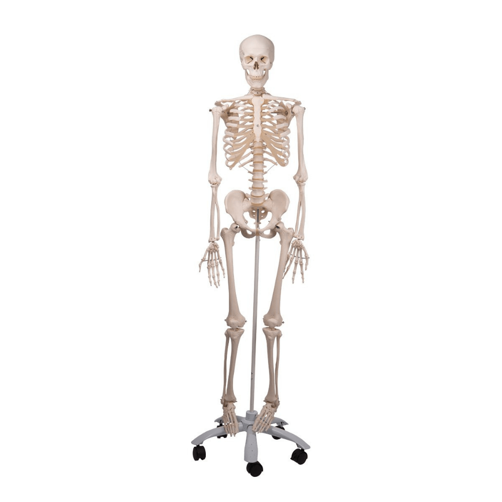3B Scientific Classic Life Size Anatomical Skeleton
