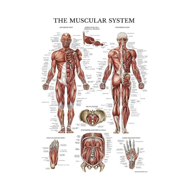 Muscular System Anatomical Chart (Laminated)
