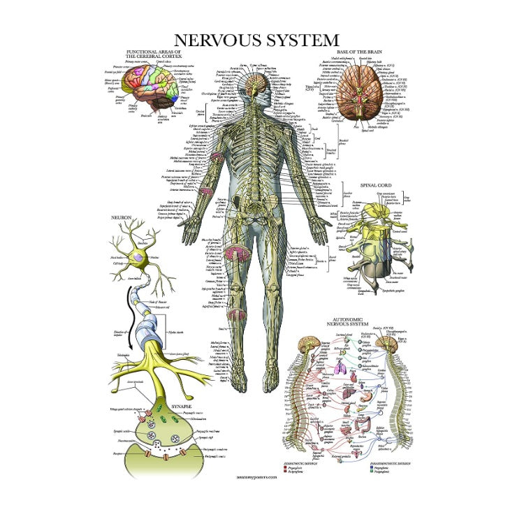 Nervous System Anatomical Chart (Laminated)