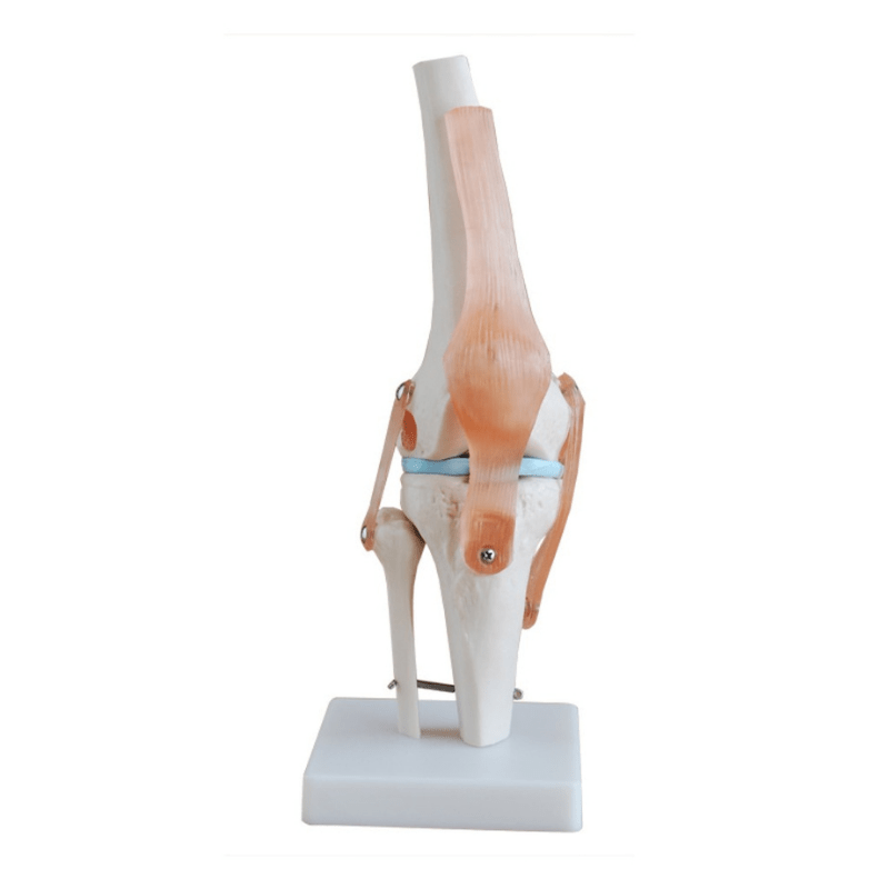 Anatomical Life Size Knee Joint Model