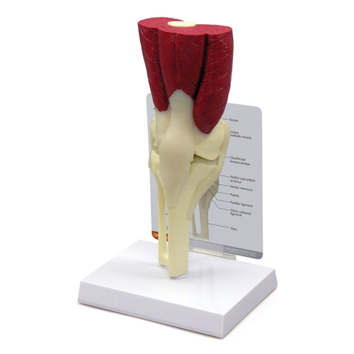 Knee Life Size Anatomical Model With Muscles