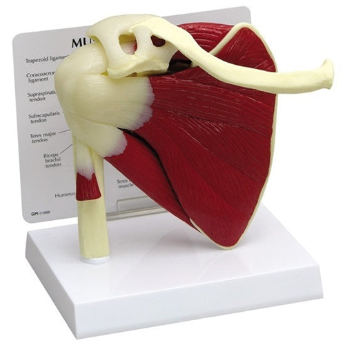 Shoulder Joint Life Size Anatomical Model with Muscles