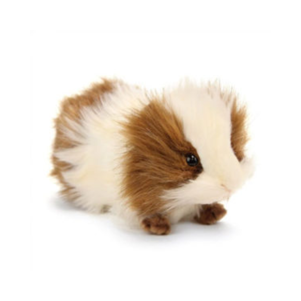 Guinea Pig