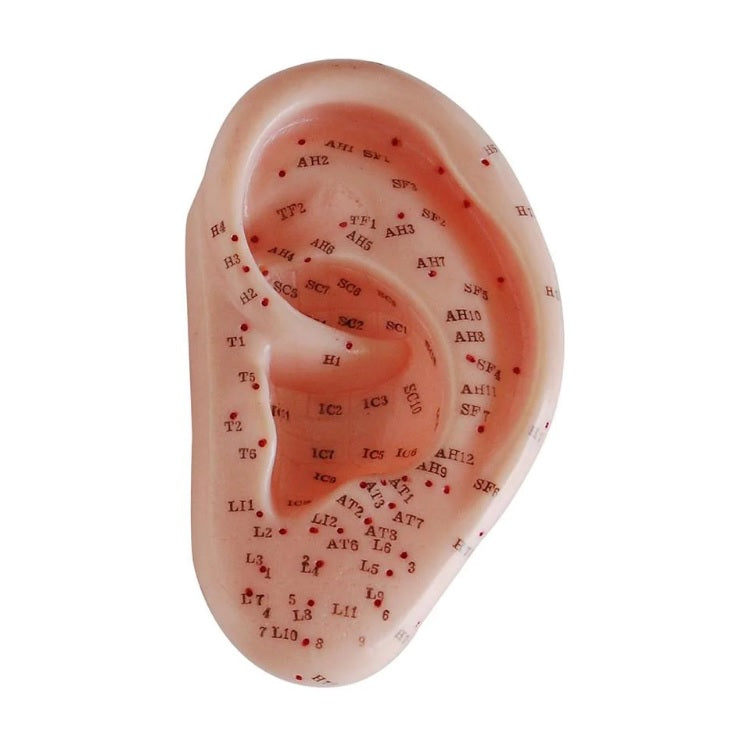 Acupuncture Ear Model 13cm