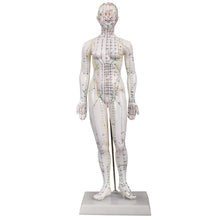 Load image into Gallery viewer, Acupuncture Female Model 48cm
