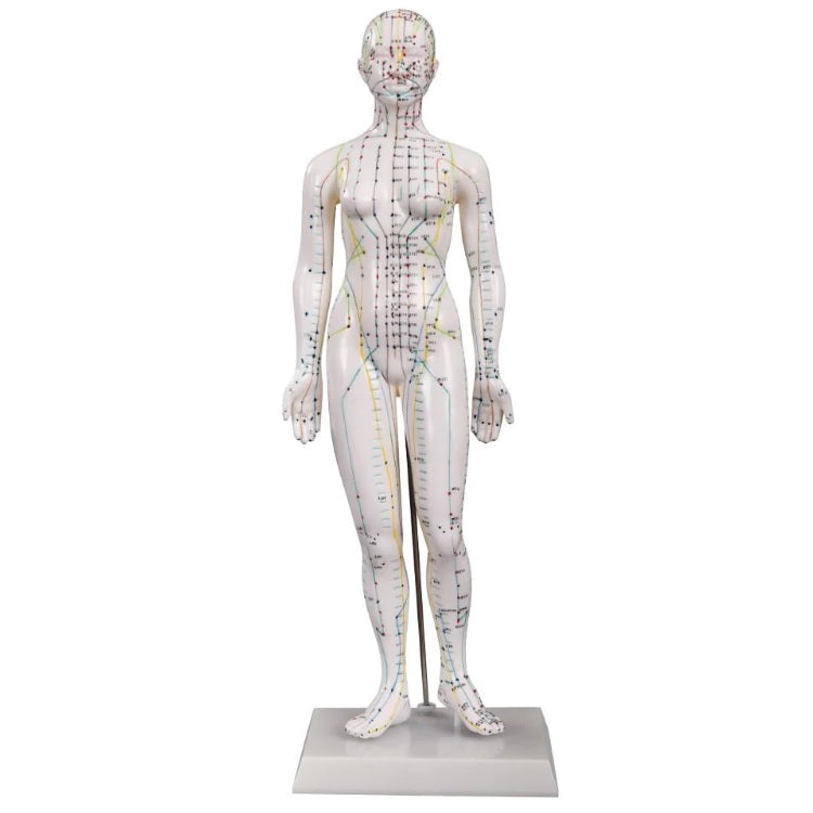 Acupuncture Female Model 48cm