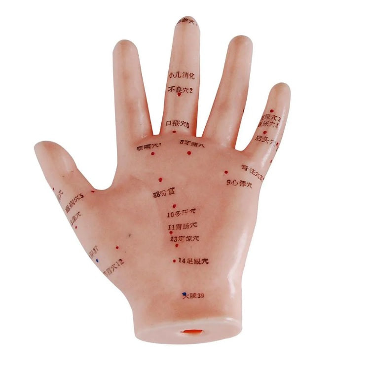 Acupuncture Hand Model 13cm