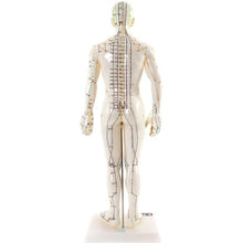 Load image into Gallery viewer, Acupuncture Male Model 50cm
