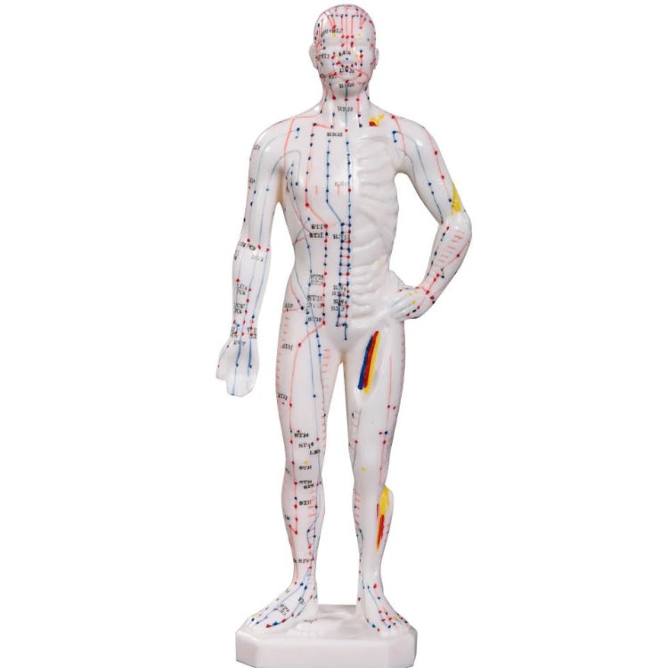 Acupuncture Male Model 26cm