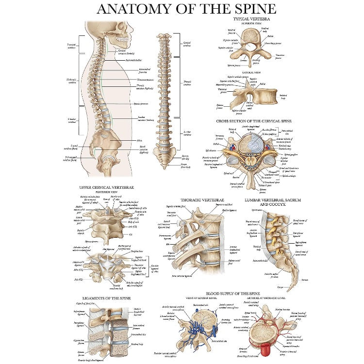 Anatomy of the Spine Anatomical Chart (Laminated)