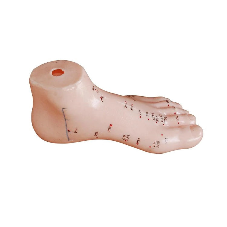 Acupuncture Foot Model 16cm