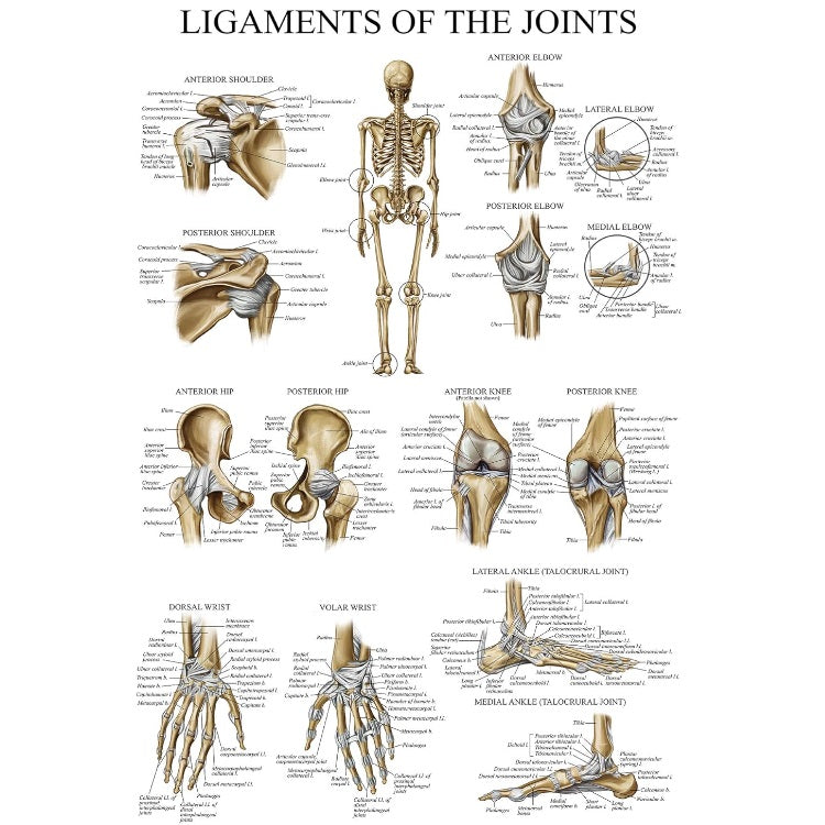 Ligaments of Joints Anatomical Chart (Laminated)