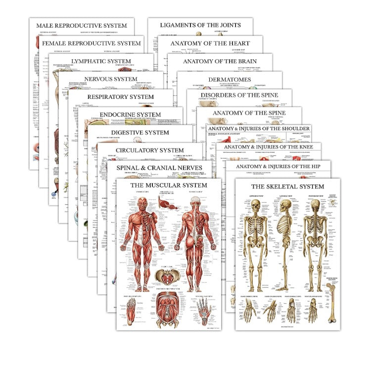 Anatomical Charts Pack of 20 (Laminated)