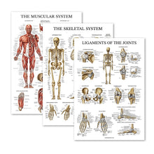 Load image into Gallery viewer, Anatomical Chart Pack of 3 (Laminated)
