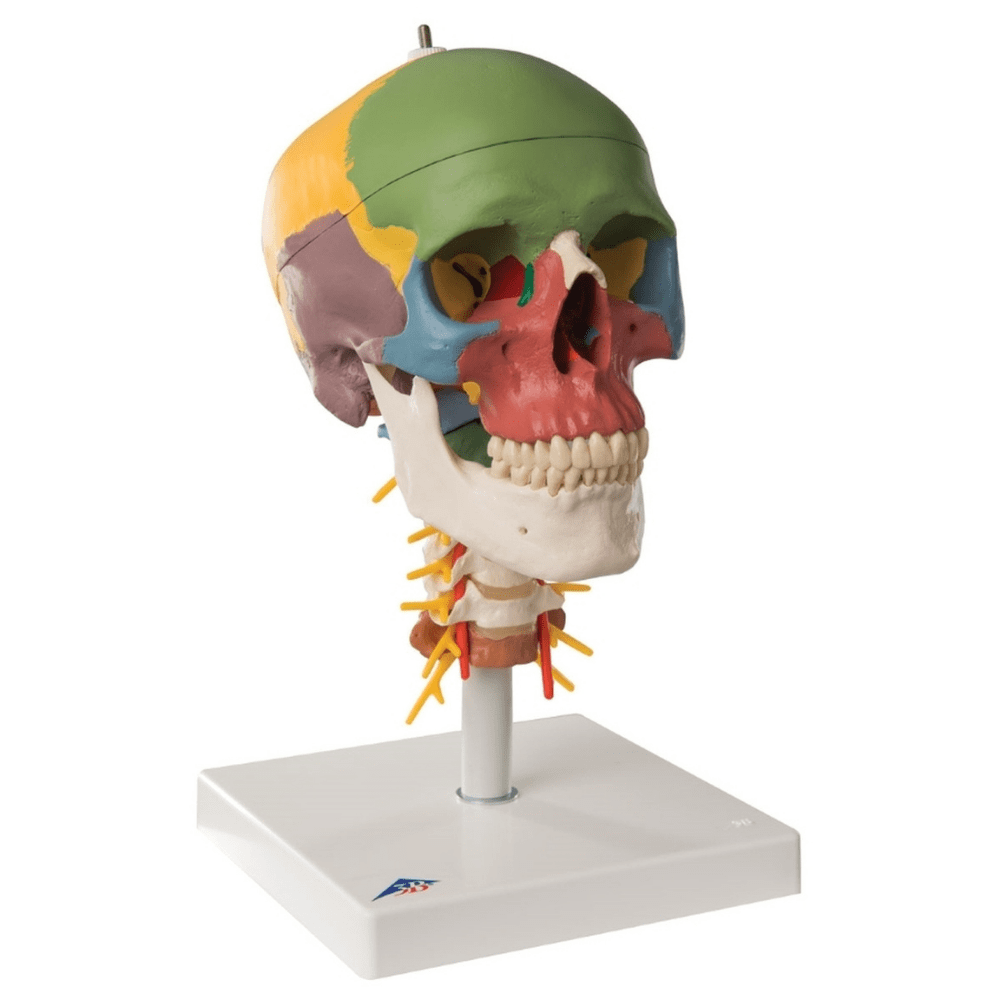 3B Scientific Anatomical Human Skull Didactic Model On Cervical Spine