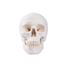 Load image into Gallery viewer, 3B Scientific Anatomical Human Skull Model 3 Part
