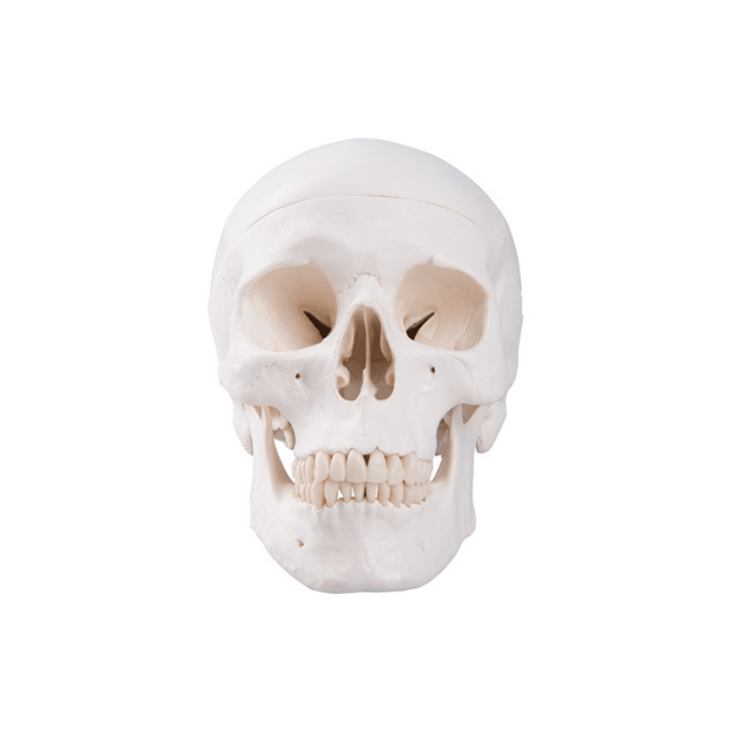 3B Scientific Anatomical Human Skull Model 3 Part