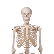 Load image into Gallery viewer, 3B Scientific Classic Life Size Anatomical Skeleton
